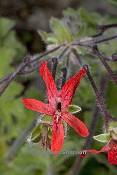 pelargonium fulgidum 3 graphic